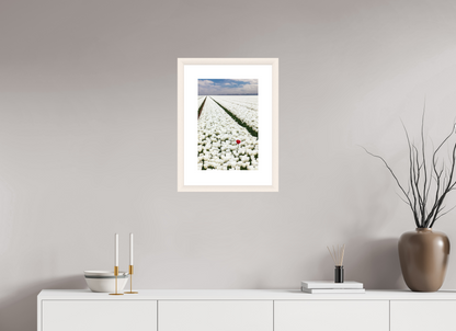 30 x 45 cm, White Frame (museum glass) Tulips