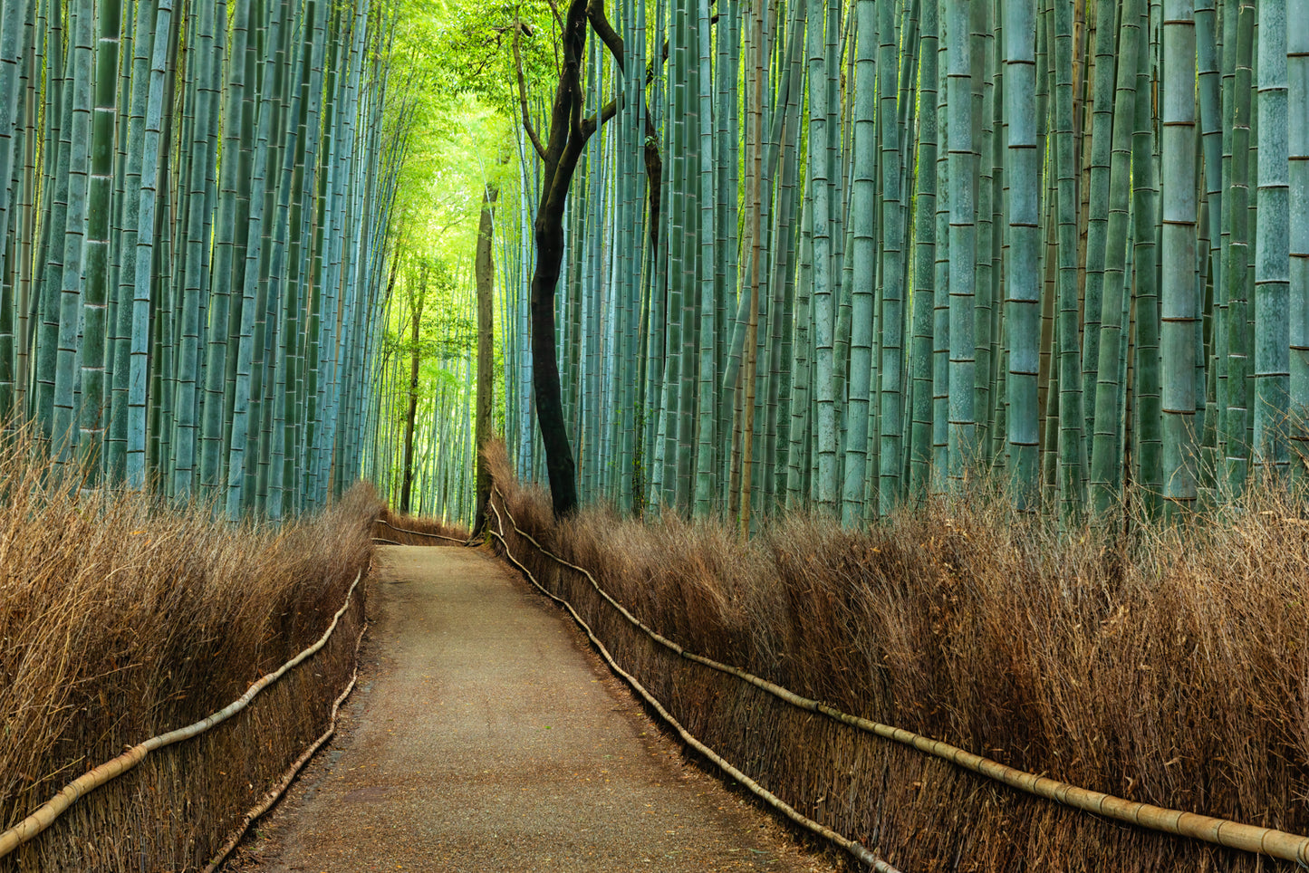 Bamboo Grove in Arashiyama