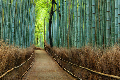 Bamboo Grove in Arashiyama